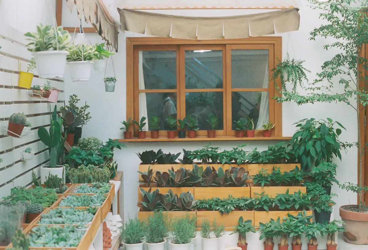 Small-Space Cottage Gardening: Growing Herbs in a Windowsill Box