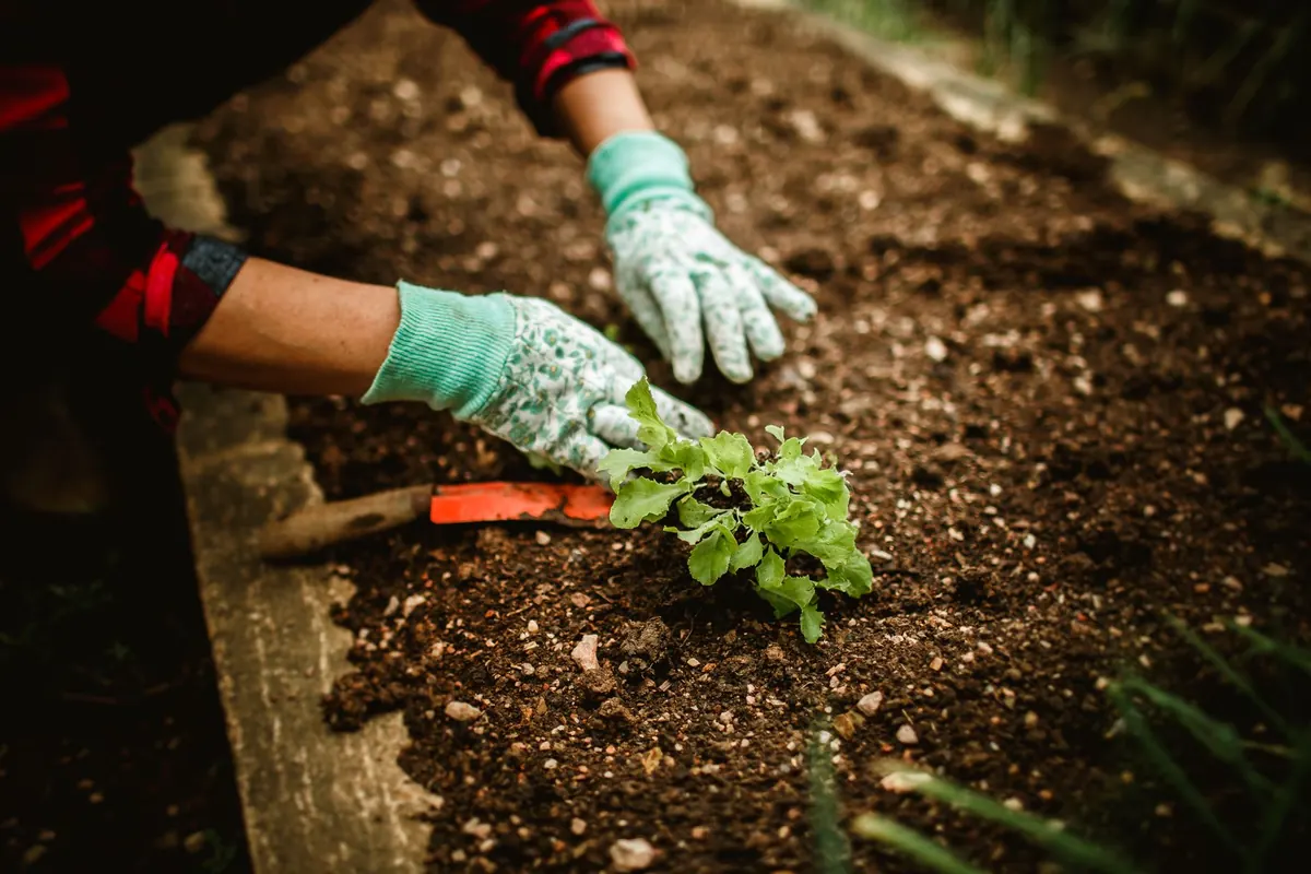 What to Plant in a Cottage Garden, Month by Month